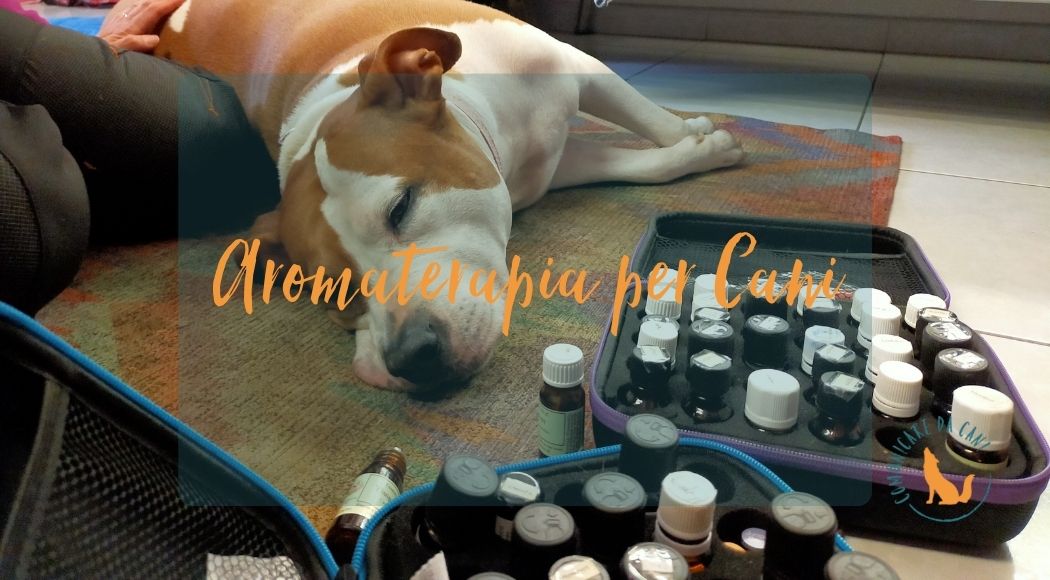aromaterapia per cani