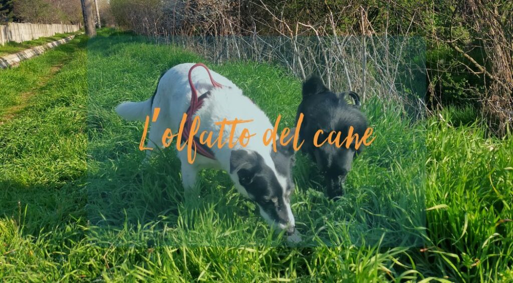 olfatto del cane come annusare migliora la vita e il benessere del cane